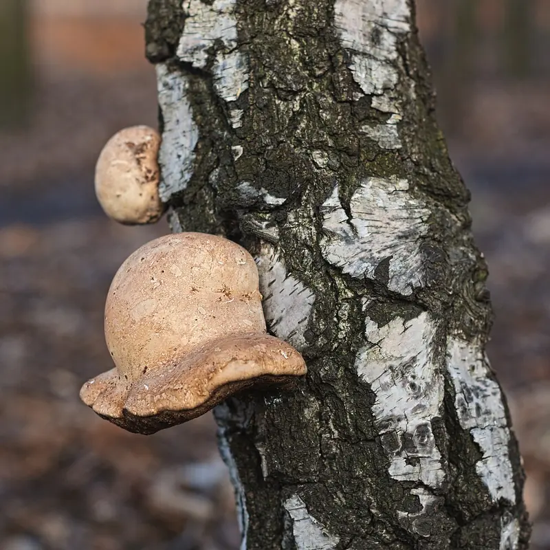 Białoporek brzozowy — fotografia gatunku