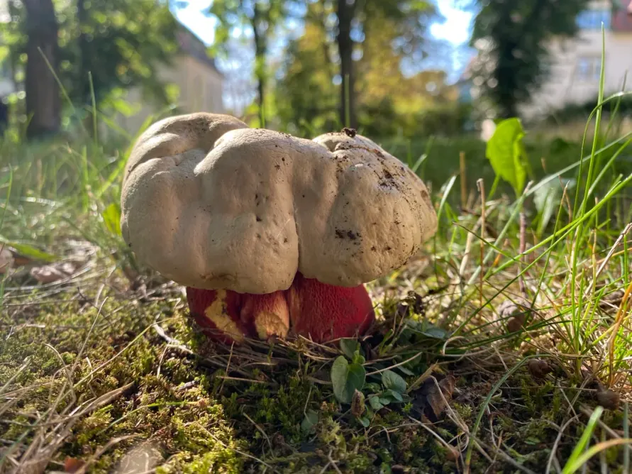 Krwistoborowik szatański