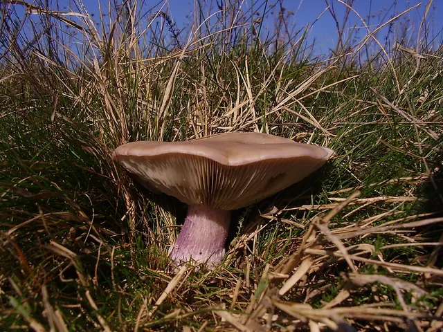 Gąsówka dwubarwna