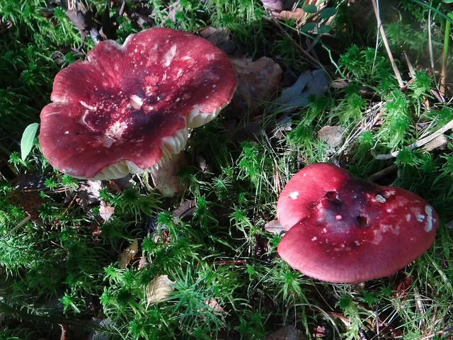 Gołąbek wymiotny