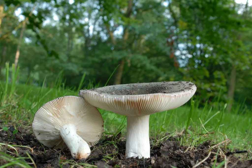 Gołąbek białozielonawy