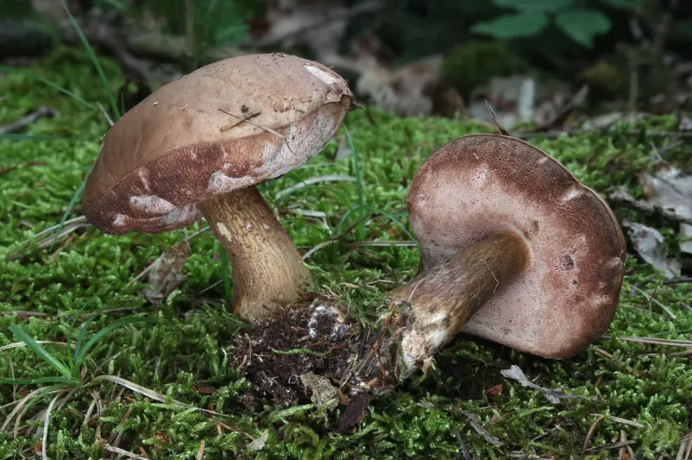 Goryczak żółciowy