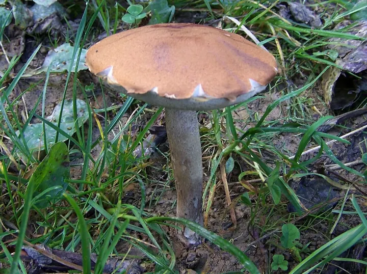 Koźlarz czerwony