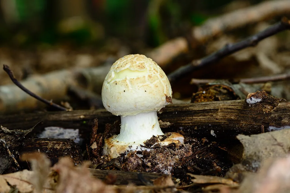 Muchomor cytrynowy