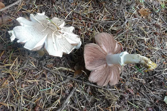 Pieczarka karbolowa