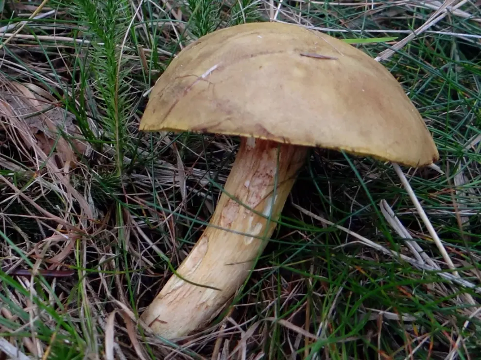 Podgrzybek grubosiatkowany