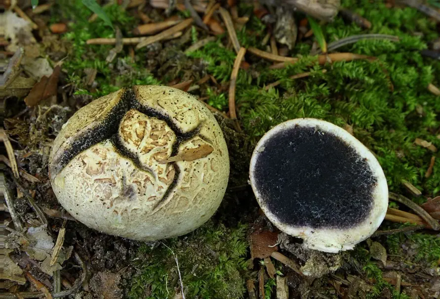 Tęgoskór cytrynowy
