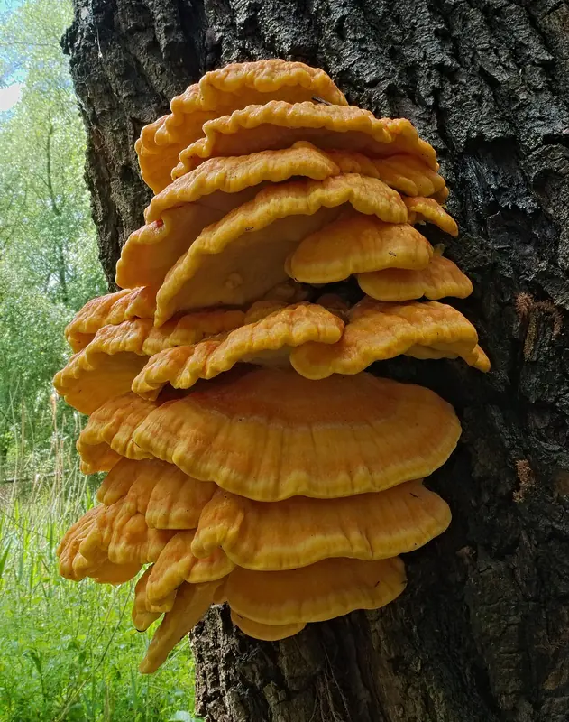 Żółciak siarkowy