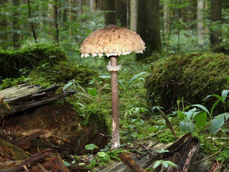 Macrolepiota procera