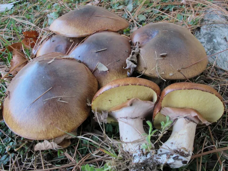 Suillus luteus